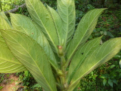 Columnea consanguinea