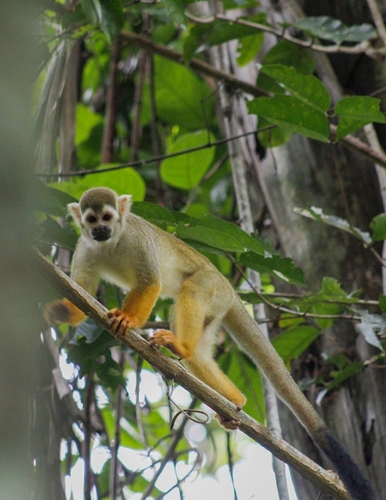 Collins' Squirrel Monkey