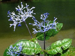 Faramea trinervia