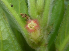 Columnea consanguinea