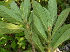 Columnea consanguinea