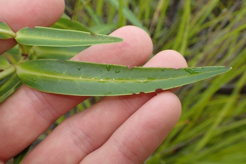 Image of Veronica tairawhiti by (c) Oscar Dove, some rights reserved (CC BY)