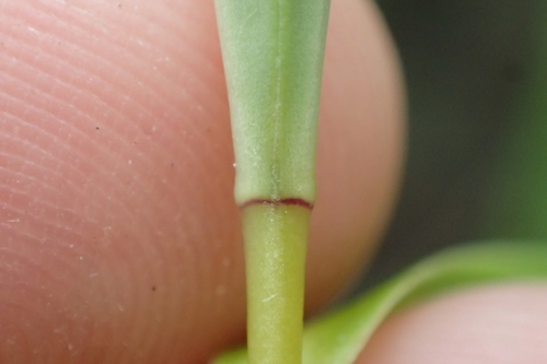 Image of Veronica tairawhiti by (c) Oscar Dove, some rights reserved (CC BY)