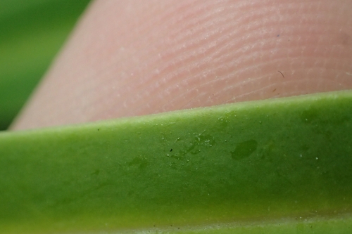 Image of Veronica tairawhiti by (c) Oscar Dove, some rights reserved (CC BY)