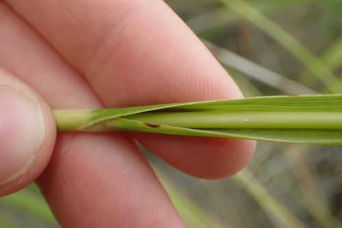 Image of Chionochloa flavicans by (c) Oscar Dove, some rights reserved (CC BY)