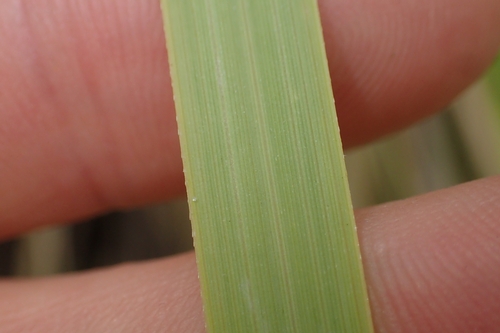 Image of Chionochloa flavicans by (c) Oscar Dove, some rights reserved (CC BY)