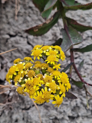 Senecio banksii observed 2024-12-12