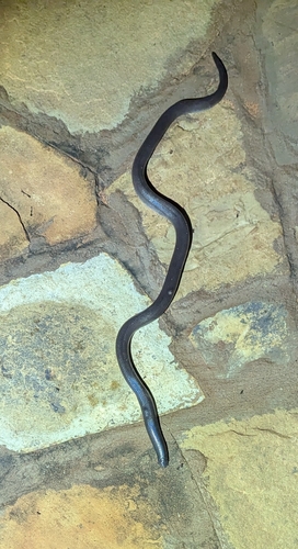 Peters' Burrowing Asp