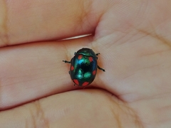 Labidomera suturella