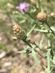 Centaurea vallesiaca