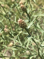 Centaurea vallesiaca