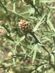 Centaurea vallesiaca
