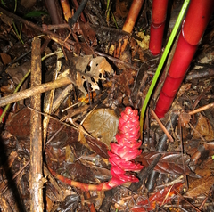 Costus beckii