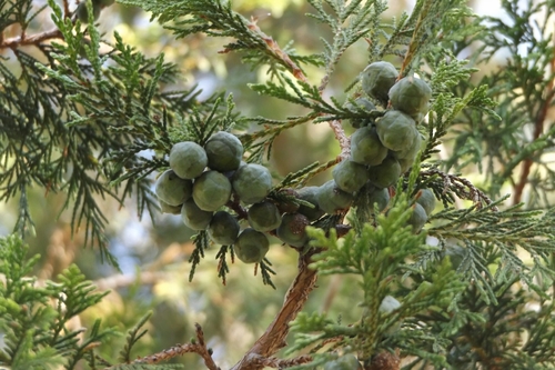 Image of Juniperus poblana by (c) Dante S. Figueroa, some rights reserved (CC BY-SA)
