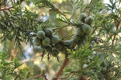 Juniperus poblana