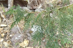 Juniperus poblana