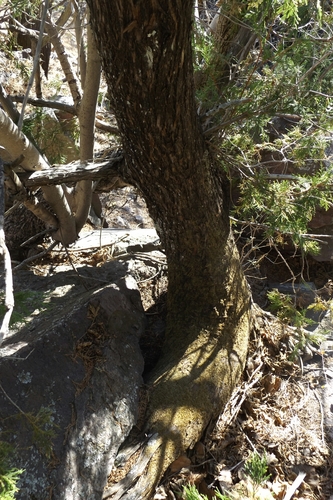 Image of Juniperus poblana by (c) Dante S. Figueroa, some rights reserved (CC BY-SA)