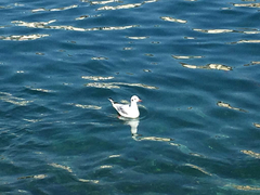 Chroicocephalus ridibundus