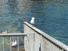 Chroicocephalus ridibundus