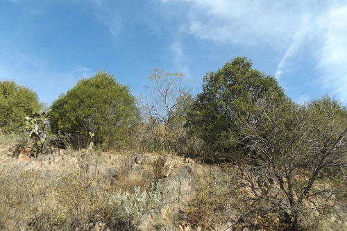 Image of Juniperus poblana by (c) Dante S. Figueroa, some rights reserved (CC BY-SA)