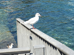 Chroicocephalus ridibundus