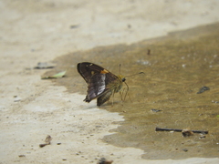 Aguna asander asander