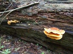 Laetiporus montanus