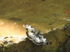 Chiomara georgina georgina