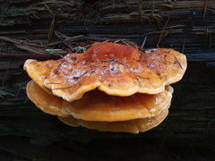 Laetiporus montanus