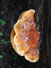 Laetiporus montanus