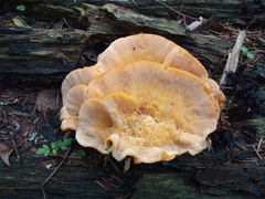 Laetiporus montanus