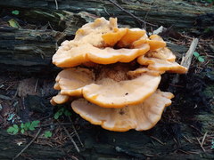 Laetiporus montanus