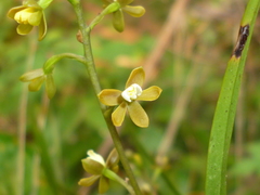Prosthechea ochracea