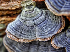 Trametes versicolor image