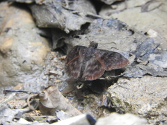 Ebrietas anacreon anacreon