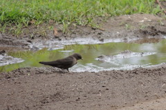Ptyonoprogne concolor