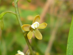 Prosthechea ochracea