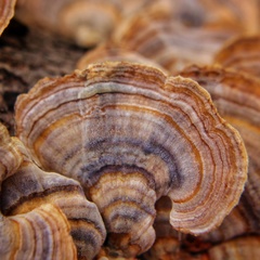 Trametes versicolor image