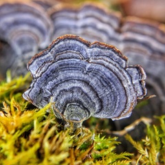 Trametes versicolor image