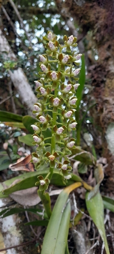 Epidendrum brachyglossum Lindl. 4