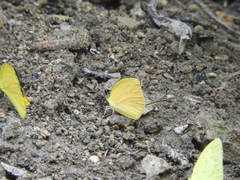 Pyrisitia dina