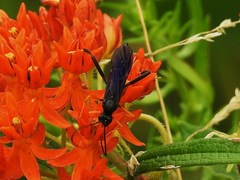 Exetastes fornicator