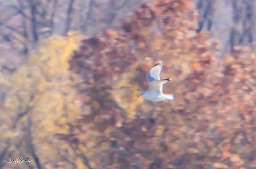 Ring-billed Gull photographed in Arkansas