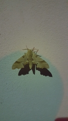 Marumba quercus