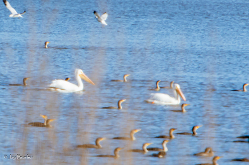 American White Pelican photographed in Arkansas
