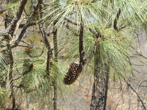 Michoacán pine (Pinus devoniana)