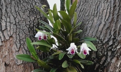 Cattleya quadricolor