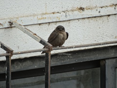 Ptyonoprogne concolor