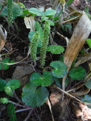 Hydrocotyle hirsuta