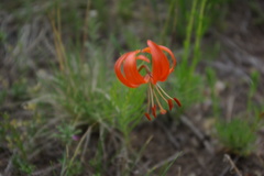 Lilium pumilum